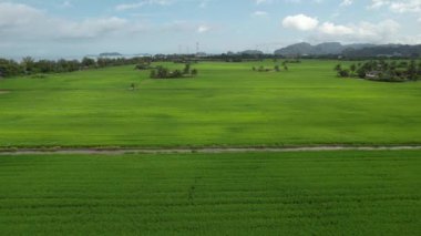 Kedah ve Perlis 'in Paddy Rice Tarlaları, Malezya