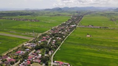 Kedah ve Perlis 'in Paddy Rice Tarlaları, Malezya