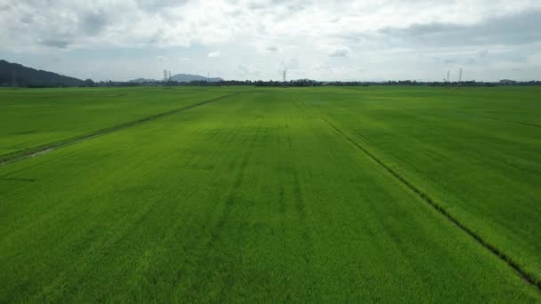 Paddy Rice Fields Kedah Perlis Malajsie — Stock video