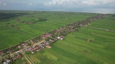 Kedah ve Perlis 'in Paddy Rice Tarlaları, Malezya