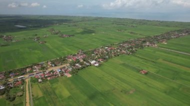 Kedah ve Perlis 'in Paddy Rice Tarlaları, Malezya