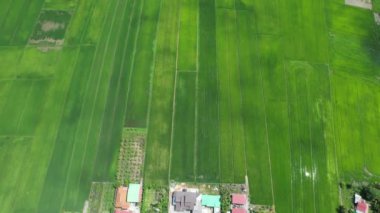 Kedah ve Perlis 'in Paddy Rice Tarlaları, Malezya