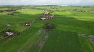Kedah ve Perlis 'in Paddy Rice Tarlaları, Malezya