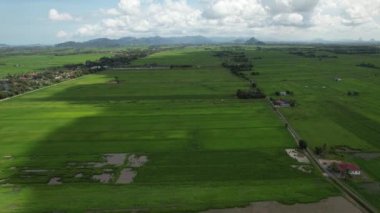 Kedah ve Perlis 'in Paddy Rice Tarlaları, Malezya