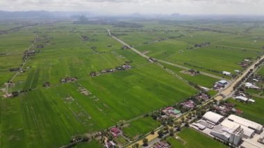 Kedah ve Perlis 'in Paddy Rice Tarlaları, Malezya