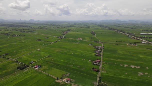 Pola Ryżowe Paddy Kedah Perlis Malezja — Wideo stockowe