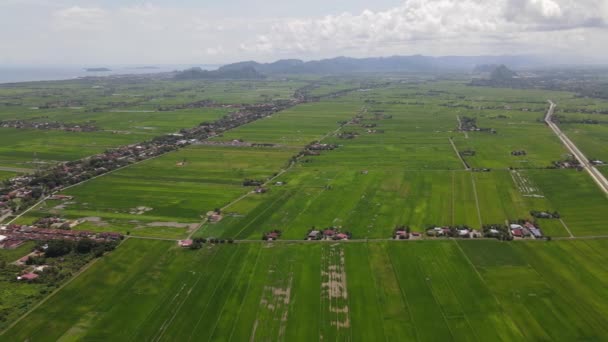 Paddy Rice Fields Kedah Perlis Malaysia — Stock Video