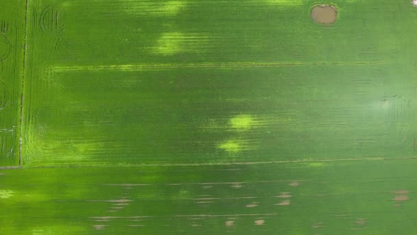 Paddy Rice Fields Kedah Perlis Malajsie — Stock video