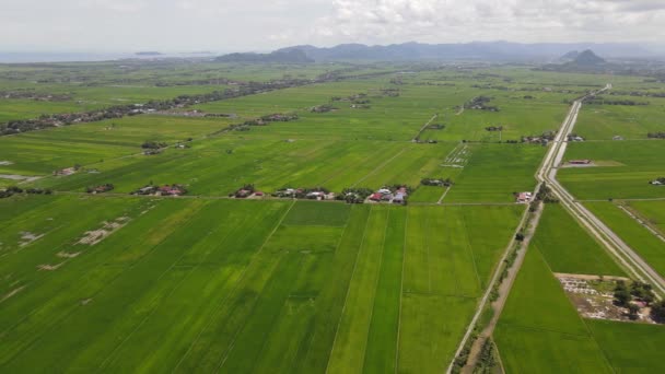 Paddy Rice Fields Kedah Perlis Malaysia — Vídeo de stock