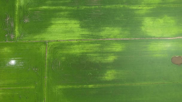 Kedah Perlis Paddy Rice Tarlaları Malezya — Stok video