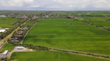 Kedah ve Perlis 'in Paddy Rice Tarlaları, Malezya