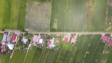 Kedah ve Perlis 'in Paddy Rice Tarlaları, Malezya