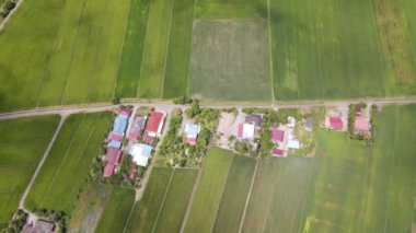 Kedah ve Perlis 'in Paddy Rice Tarlaları, Malezya