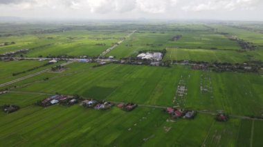 Kedah ve Perlis 'in Paddy Rice Tarlaları, Malezya