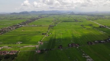 Kedah ve Perlis 'in Paddy Rice Tarlaları, Malezya