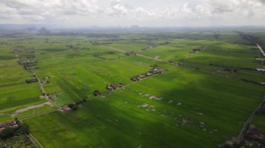 Kedah ve Perlis 'in Paddy Rice Tarlaları, Malezya