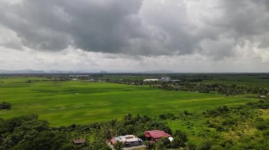 Kedah ve Perlis 'in Paddy Rice Tarlaları, Malezya