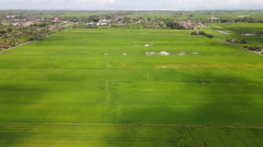 Kedah ve Perlis 'in Paddy Rice Tarlaları, Malezya