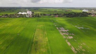 Kedah ve Perlis 'in Paddy Rice Tarlaları, Malezya