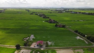 Kedah ve Perlis 'in Paddy Rice Tarlaları, Malezya