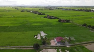 Kedah ve Perlis 'in Paddy Rice Tarlaları, Malezya