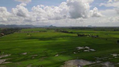 Kedah ve Perlis 'in Paddy Rice Tarlaları, Malezya
