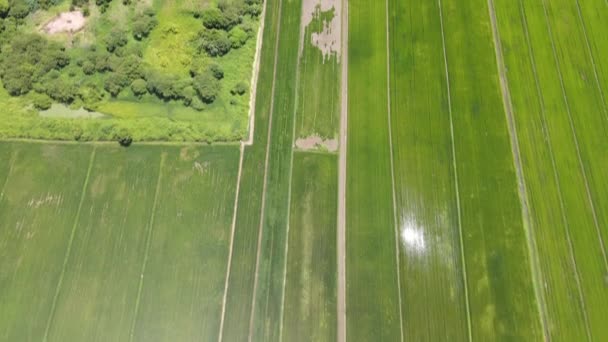 Paddy Rice Fields Kedah Perlis Malaysia — Vídeo de Stock