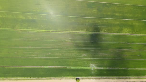 Paddy Rice Fields Kedah Perlis Μαλαισία — Αρχείο Βίντεο