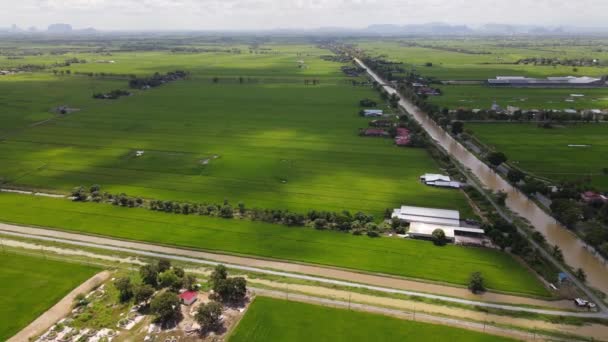 Paddy Rice Fields Kedah Perlis Μαλαισία — Αρχείο Βίντεο