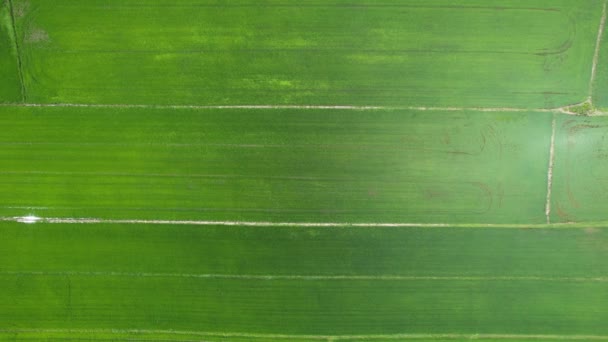 Paddy Rice Fields Kedah Perlis Malaysia — Vídeo de Stock