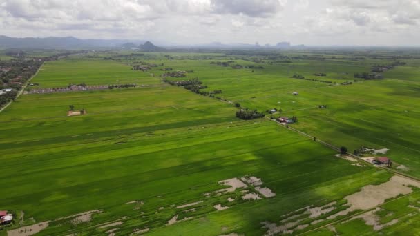 Paddy Rice Fields Kedah Perlis Malaysia — Stock Video