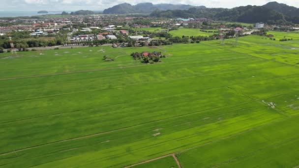 Pola Ryżowe Paddy Kedah Perlis Malezja — Wideo stockowe
