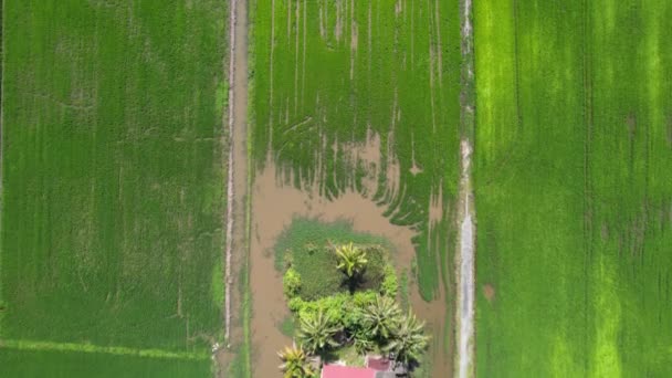 Paddy Rice Fields Kedah Perlis Malajsie — Stock video