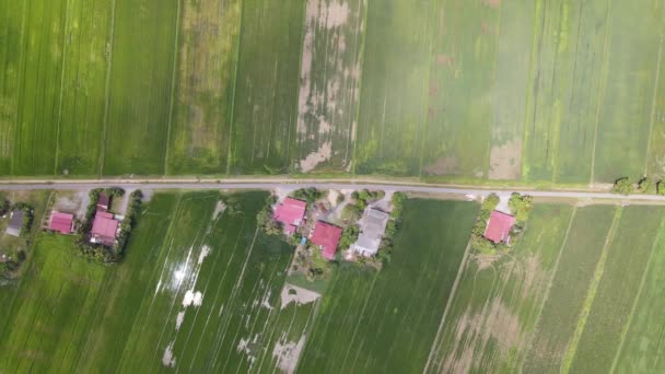 Die Reisfelder Von Kedah Und Perlis Malaysia — Stockvideo