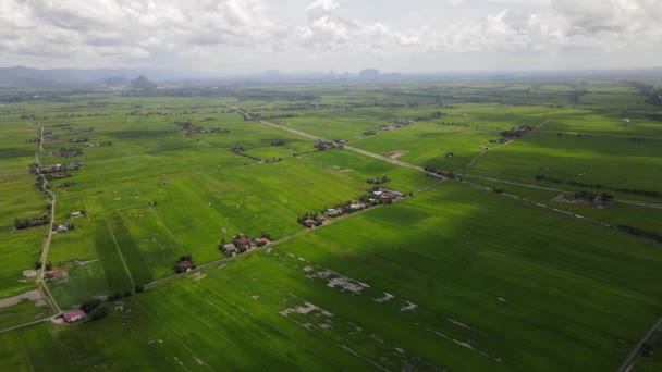 Ladang Paddy Rice Kedah Dan Perlis Malaysia — Stok Video