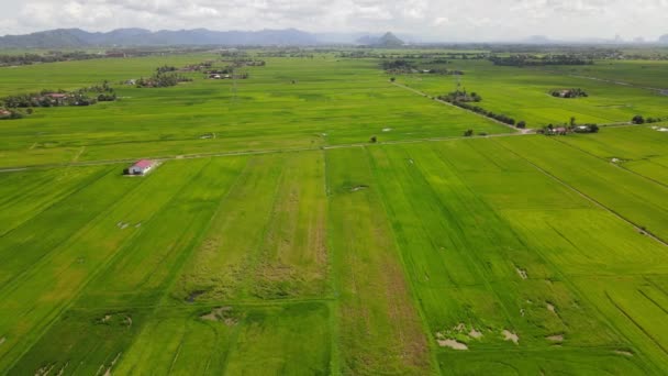 Campos Arroz Paddy Kedah Perlis Malásia — Vídeo de Stock