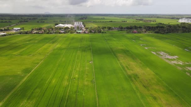 马来西亚Kedah和Perlis的稻田 — 图库视频影像