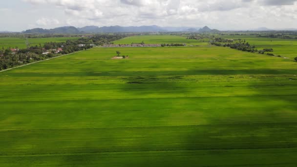 Paddy Rice Fields Kedah Och Perlis Malaysia — Stockvideo