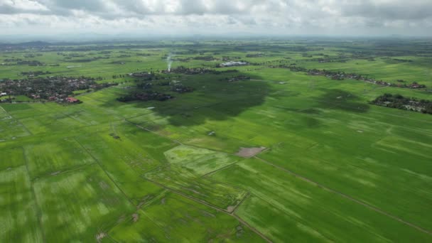 Paddy Rice Fields Kedah Perlis Малайзия — стоковое видео