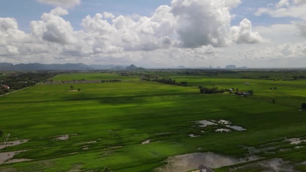 Kedah Perlis Paddy Rice Tarlaları Malezya — Stok video