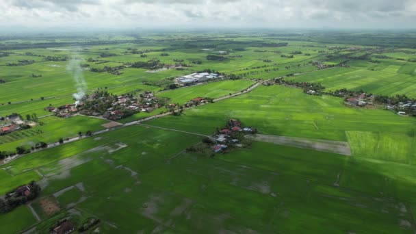 Ladang Paddy Rice Kedah Dan Perlis Malaysia — Stok Video