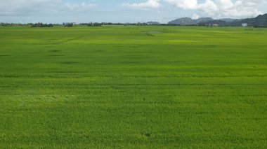 Kedah ve Perlis 'in Paddy Rice Tarlaları, Malezya