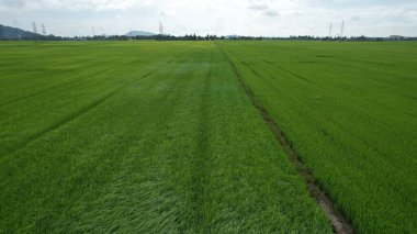 Kedah ve Perlis 'in Paddy Rice Tarlaları, Malezya