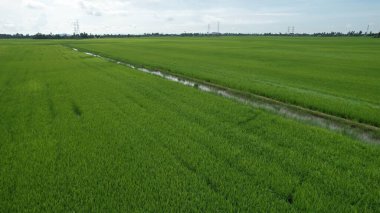 Kedah ve Perlis 'in Paddy Rice Tarlaları, Malezya