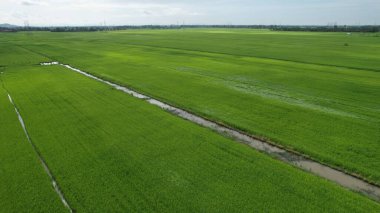 Kedah ve Perlis 'in Paddy Rice Tarlaları, Malezya
