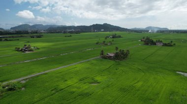 Kedah ve Perlis 'in Paddy Rice Tarlaları, Malezya