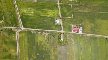 Kedah ve Perlis 'in Paddy Rice Tarlaları, Malezya