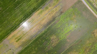 Kedah ve Perlis 'in Paddy Rice Tarlaları, Malezya
