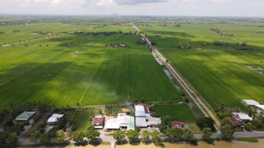 Kedah ve Perlis 'in Paddy Rice Tarlaları, Malezya