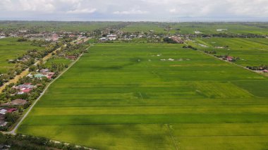 Kedah ve Perlis 'in Paddy Rice Tarlaları, Malezya